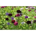 50 BLACK CARNATION King of Blacks Dianthus Caryophyllus Grenadin Double