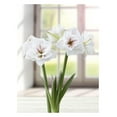 thumbnail image 1 of BULBES À FLEURS TASC - AMARYLLIS AQUARO - 1 BULBE, 1 of 1