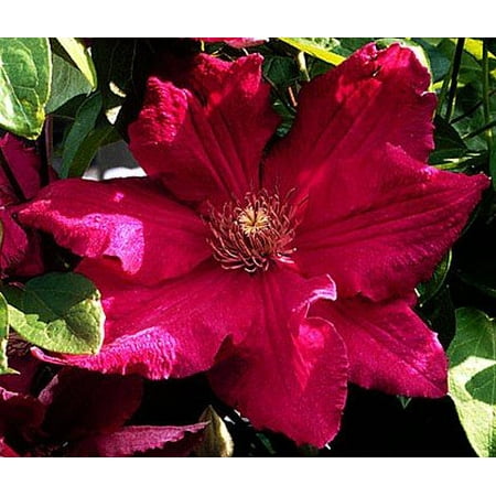 Jacobean Vine - Ernest Markham Clematis Vine - Magenta-Red - 2.5