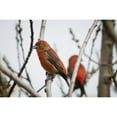 thumbnail image 2 of Red Crossbills perch in a willow; Astoria Oregon United States of America Poster Print by Robert L. Potts / Design Pic, 2 of 2