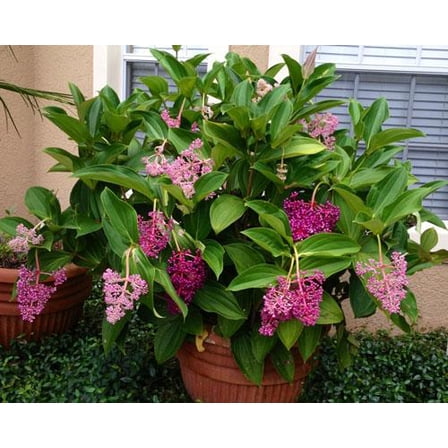 RedCrocus Medinilla Myrianta Malaysian Orchid - Tropical, Year-Round Blooms, Indoor & Container Plant  10" Pot