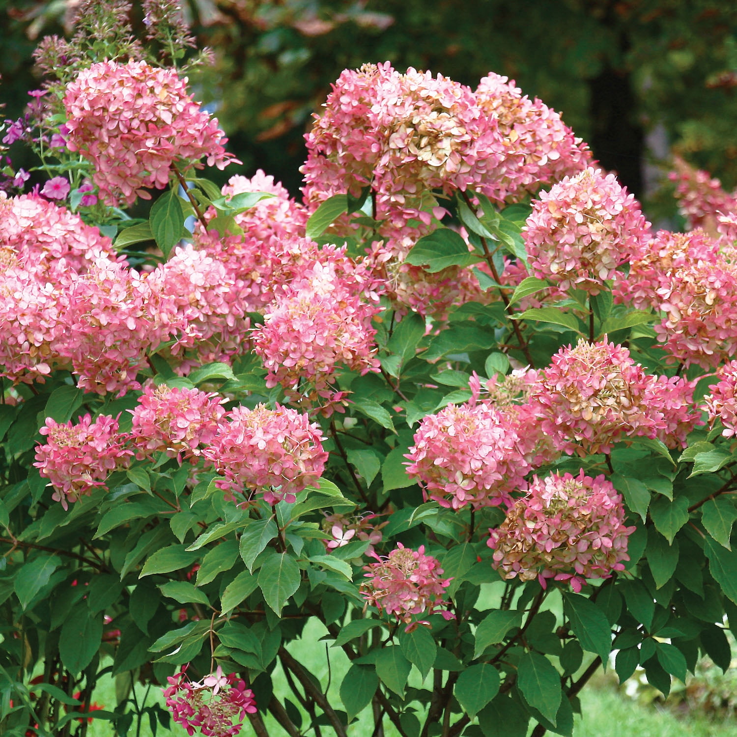 Expert Gardener Hydrangea Collection (Set of 2 Dormant Bare Roots