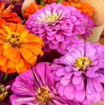 50+Zinnia Flower Seeds for OIF8 Planting OutdoorZinnia Flower Seeds