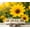 Color 2, variant on Wall Mural Peel and Stick Yellow Flowers Self-Adhesive Wallpaper Removable Wall Decal Wall Sticker Home Decor for Living Room Bedroom 69"x96"