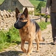 thumbnail image 4 of Dog Muzzle for Small Medium Large Dogs, TOUMENY Breathable Adjustable Stop Biting Deter Scavenging Paw Proof Pet Mouth Cover, Reflective Strips Bark Chew Training Muzzle for Walking Grooming, 4 of 6