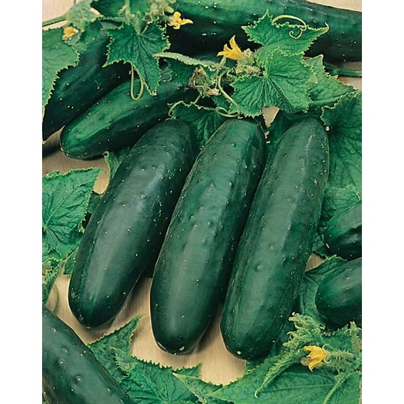 Marketmore 76 Cucumber Seed