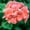 Pink, variant on Pinto Premium F1 Series Geranium Flower Garden Seeds - Coral - 100 Seeds - Annual Flower Gardening Seeds