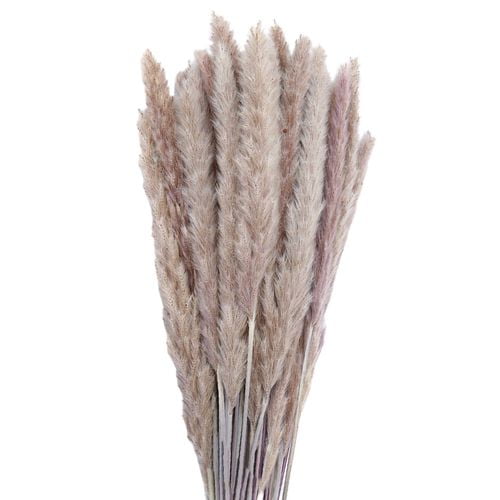 7pc Bulrush Natural Flower Bunch-Artificial Small Dried Pampas Grass-Phragmites 