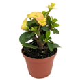 thumbnail image 2 of Yellow Biblical Crown of Thorns Plant - Euphorbia - RARE! - 2.5" Pot, 2 of 4