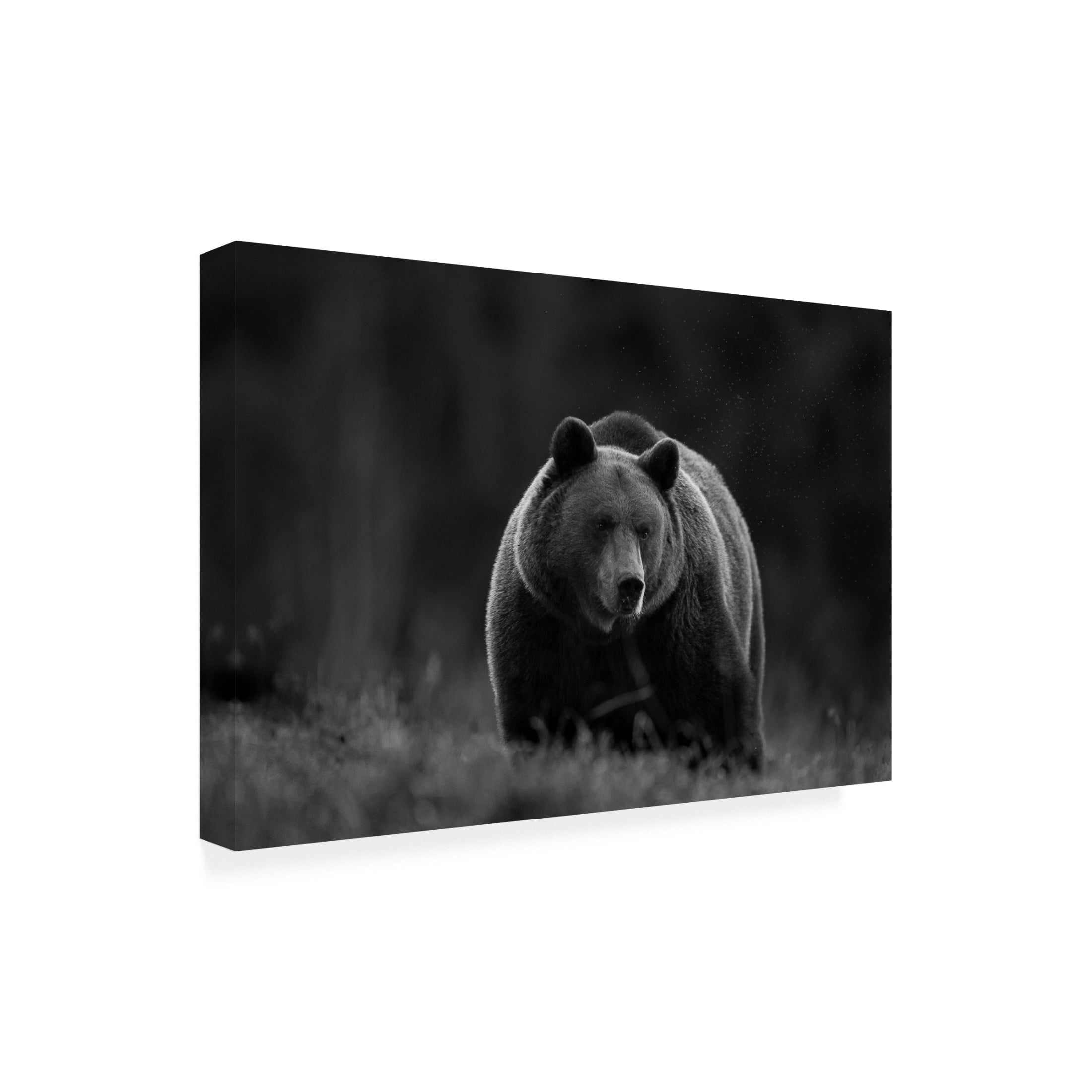 Trademark Fine Art Sebastian Mastahac  Untitled Canvas Wall Art