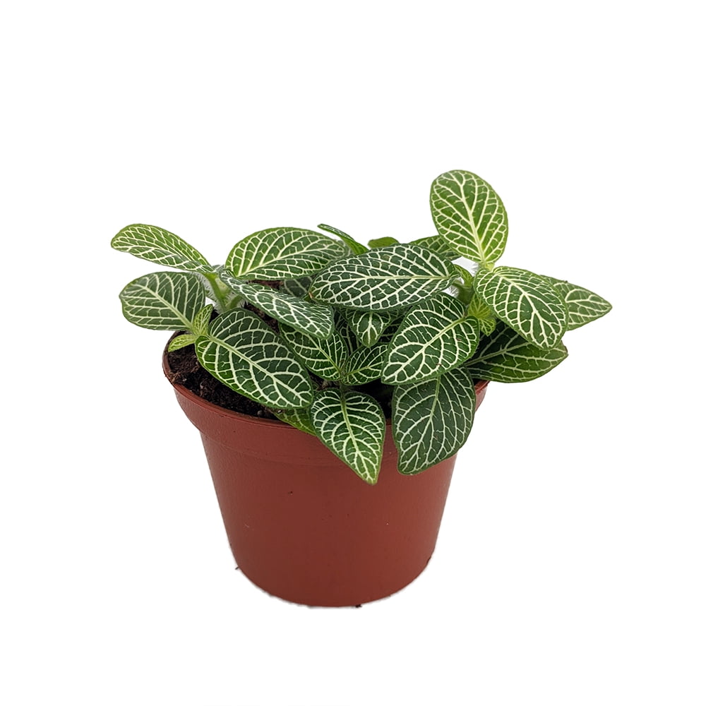 Mini Green & White Nerve Plant Fittonia verschaffeltii 2.5" Pot