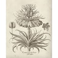 thumbnail image 2 of Vision Studio 15x18 White Modern Wood Framed Museum Art Print Titled - Fresco Crown Imperial III, 2 of 4