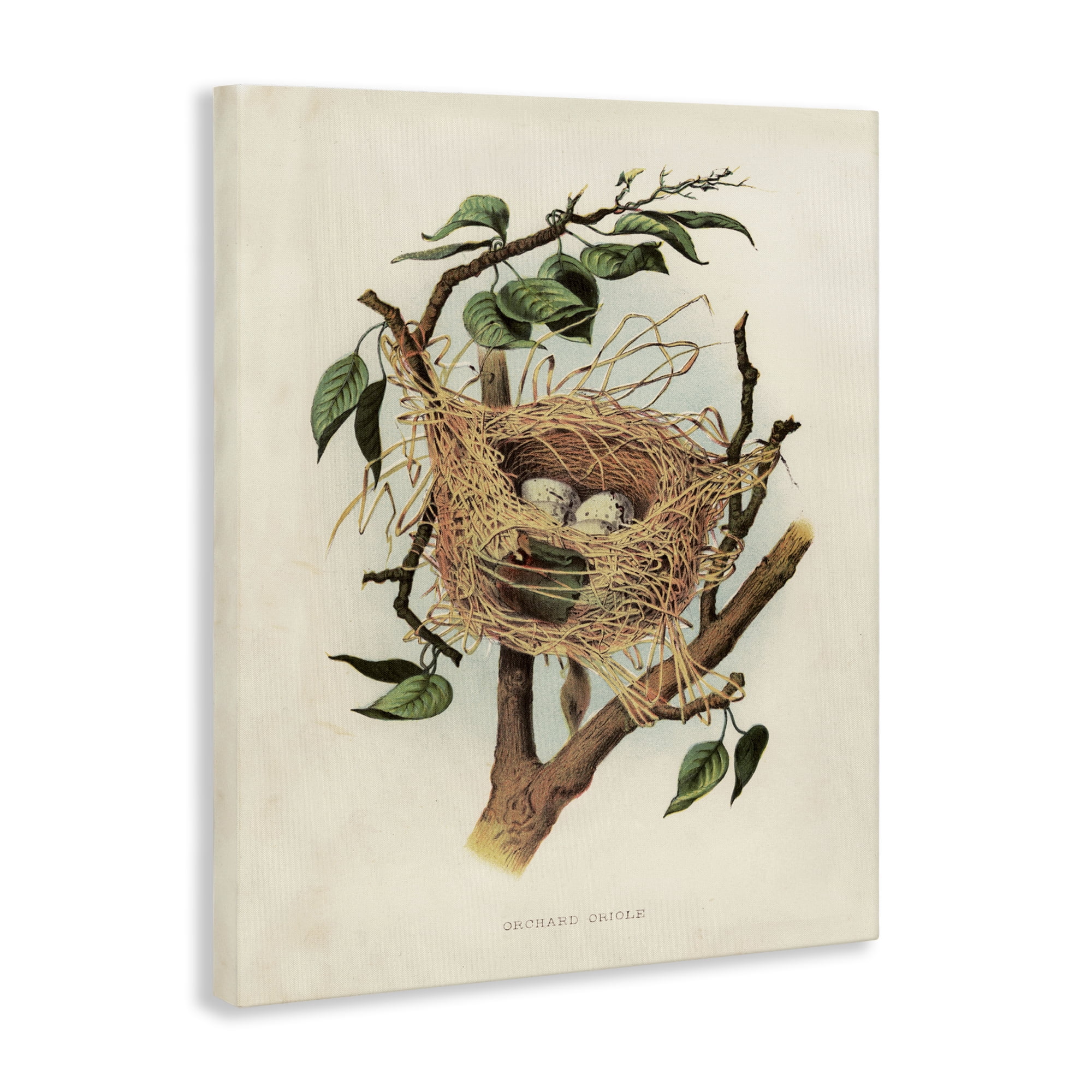 Stupell Industries Eggs in Birdnest Study Plants & Flowers Painting Wrapped Canvas Art Print Wall Art, 36 x 48