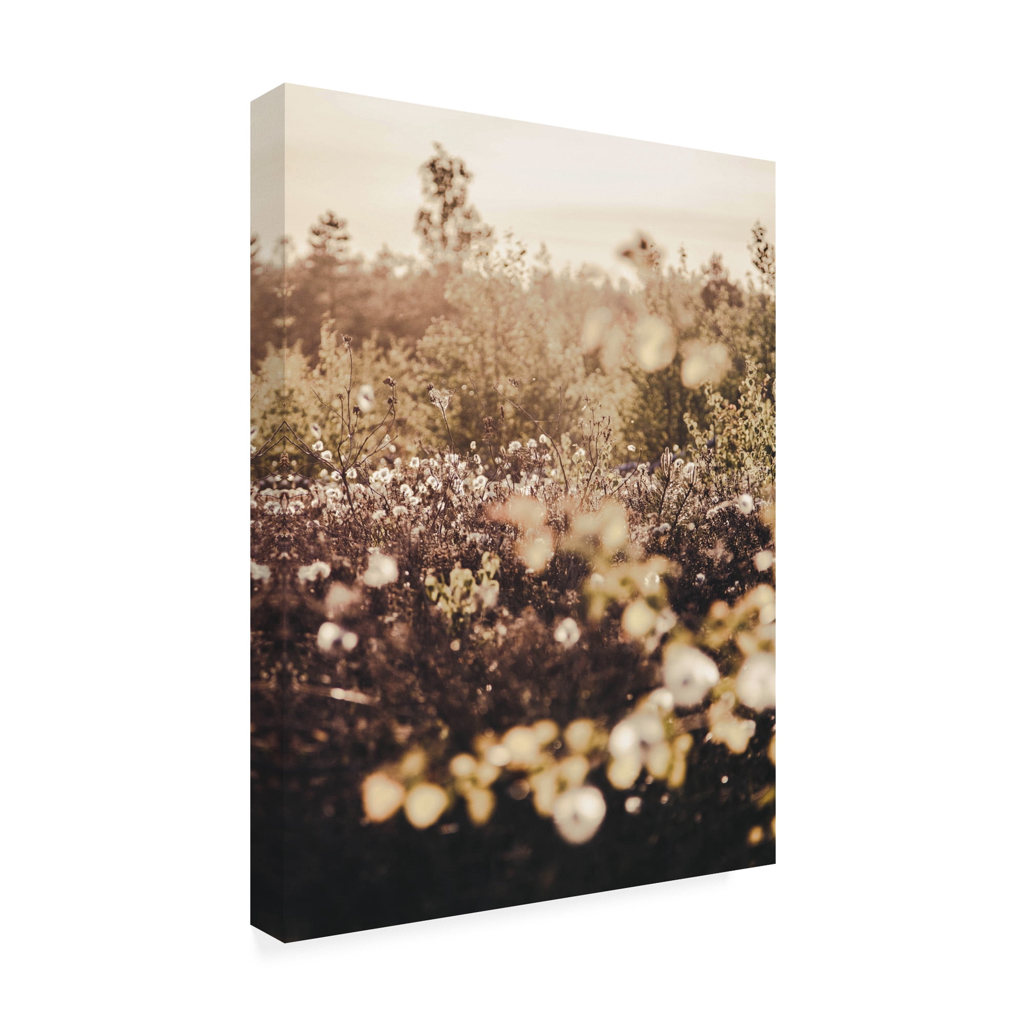Trademark Fine Art 'Golden Field Fabrikken' Canvas Art by Design Fabrikken