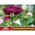 thumbnail image 4 of 30 Rare Seeds| Ebb Tide Floribunda Rose Seeds-Authentic Seed-Flowers-Rose seed-Herb seed-Vegetable Seeds-Seeds for Plant-B4G1#1041, 4 of 5