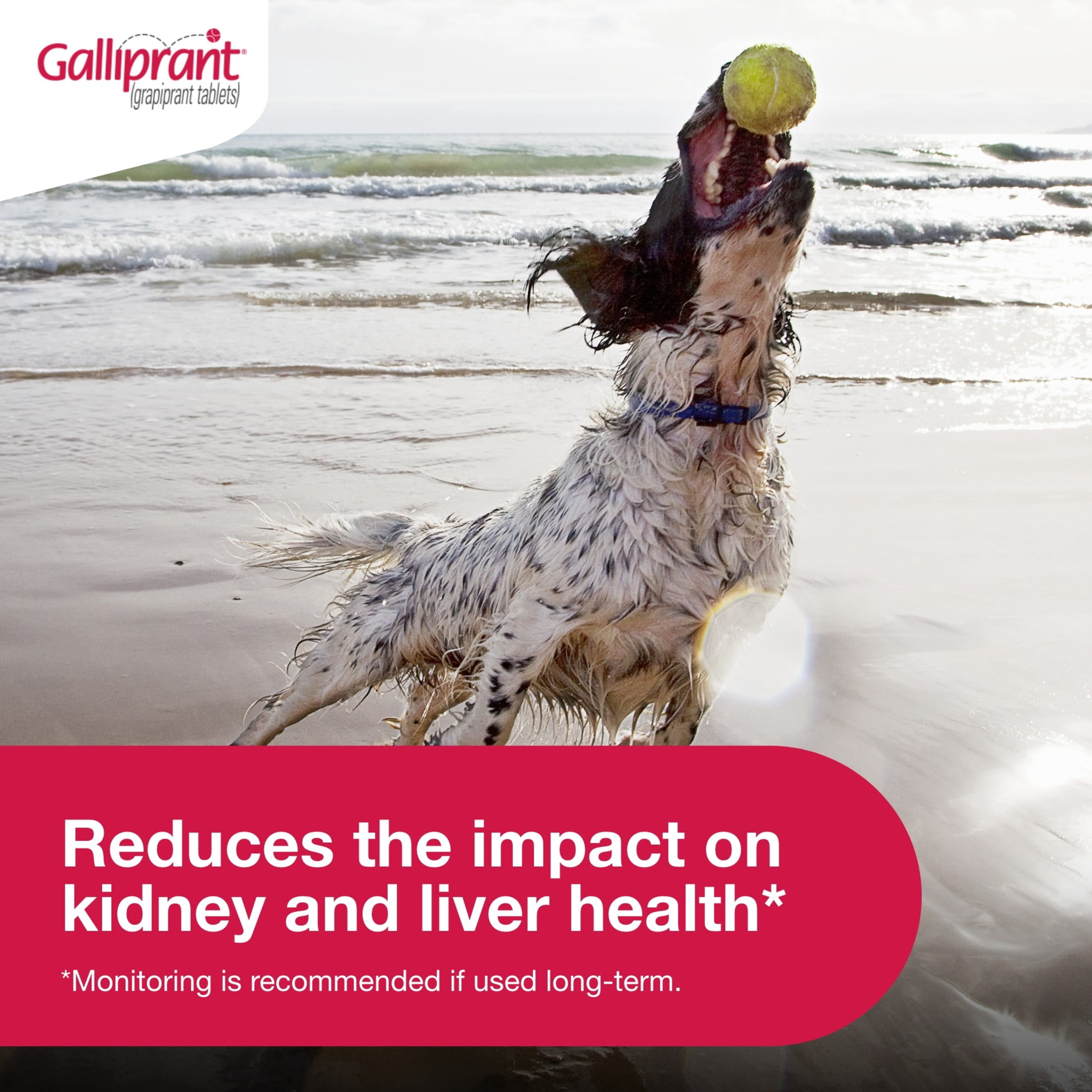 Galliprant Osteoarthritis Pain & Inflammation Control for Dogs | 100 mg | 90 Flavored Tablets