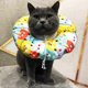 thumbnail image 5 of Adjustable Cat Recovery Collar Cat Dog Anti-Bite Lick Wound Healing Protection Cotton Collar Protective Collar For Small Cat Dog Puppies After Surgery, 5 of 5