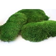 thumbnail image 2 of Supermoss Mousse d'Ambiance Préservée Verte Naturelle 1200 Cuin, 2 of 2