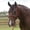 Red/Black, variant on Equissential Rope Halter with 8ft Attach