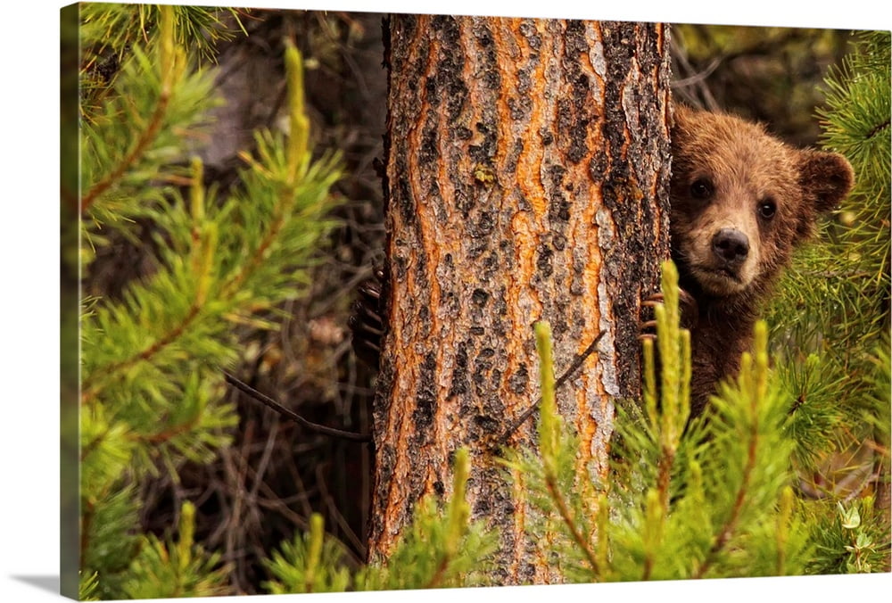 Great BIG Canvas "Grizzly Bear Cub Up A Tree, Yukon, Canada" Canvas