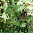 thumbnail image 5 of Set 2 Arapaho Crown Thornless BlackBerry Plant Live, 5 of 6