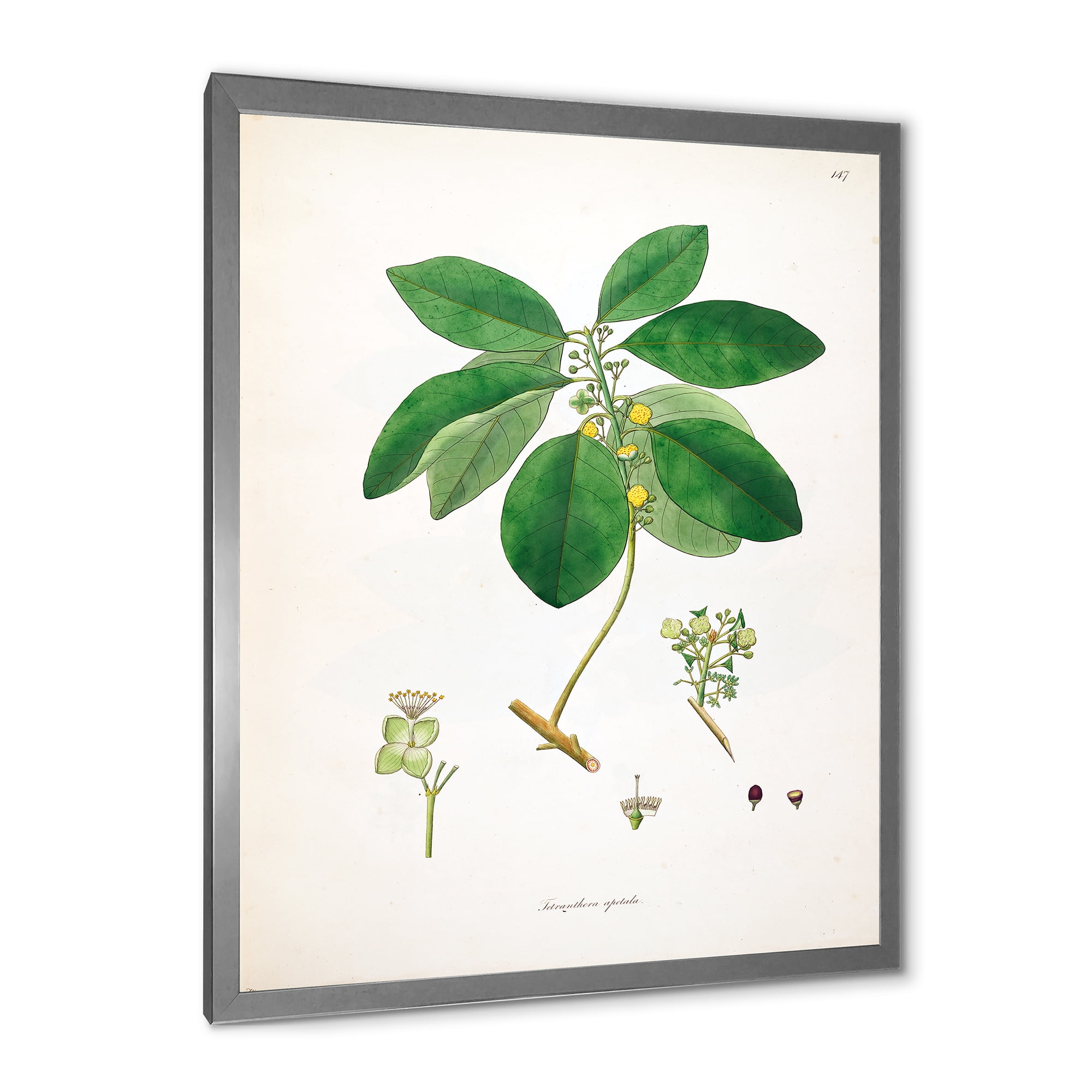 Designart 'Ancient Botanicals V' Farmhouse Framed Art Print