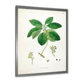 thumbnail image 2 of Designart 'Ancient Botanicals V' Farmhouse Framed Art Print, 2 of 4