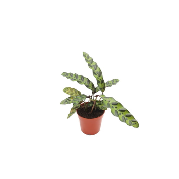 Calathea Rattlesnake Lancifolia - 4'' from California Tropicals