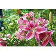 thumbnail image 6 of 3 Stargazer Lily Bulbs for Planting, Lilium Flower Bulbs Ready to Plant, 6 of 6