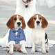 thumbnail image 5 of Apuakthei Pets Chaquetas de Boda Azul Traje para Perros con Pajarita Azul Cachorro Gato Ropa Formal Camisa Esmoquin, 5 of 5