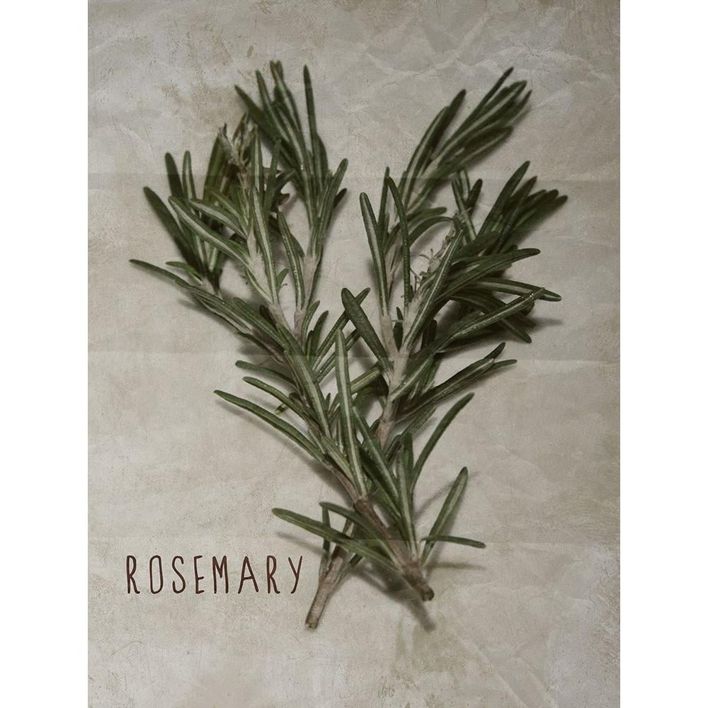 Prime, Marcus 19x24 Black Modern Framed Museum Art Print Titled - Time-Honored Rosemary 2