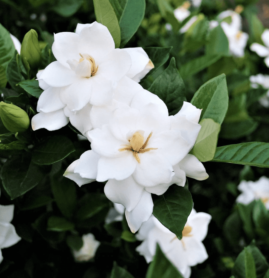 Frostproof Cape Jasmine Plant Live for Planting, Arabian Jasmine Plant for Indoor Outdoor 4 to 6 Inch Tall
