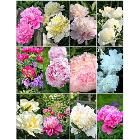 Peony Bulbs,Ground Cover, Balcony, Potted Plant, Peony Flowers,Peony Tree Plants,Large Outdoor Plants,Peony Plants For Sale