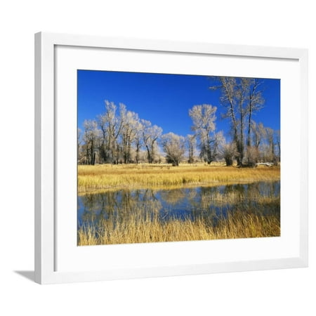 Reflections of Trees and Rushes in River, Bear River, Evanston, Wyoming, USA Framed Print Wall Art By Scott T. (Best Delivery In Evanston)