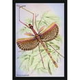 thumbnail image 1 of Buy Enlarge 0-587-15097-1P12x18 Insect- Phasma Necydaloides- Paper Size P12x18, 1 of 1