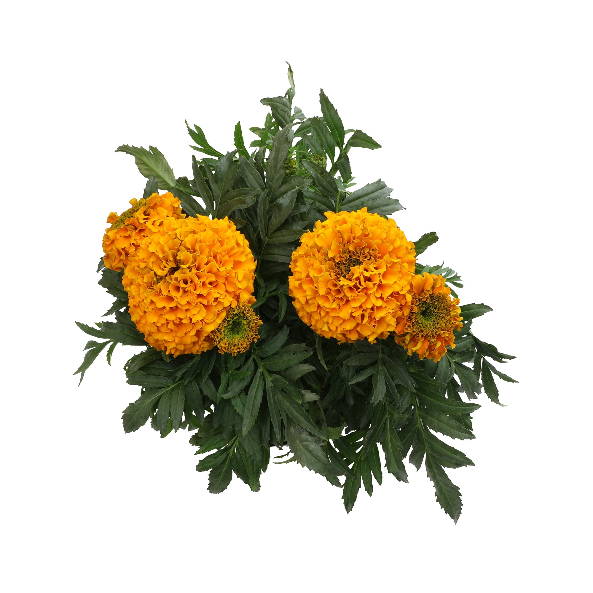 Expert Gardener 2QT Marigold Live Plant Sun