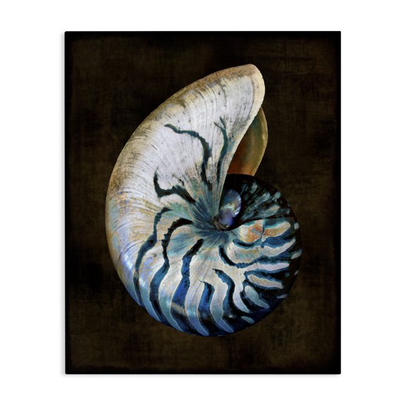Stupell Industries Tropical Modern Marine Shell Canvas Art, 16 x 20, by Caroline Kelly
