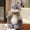 Gray, variant on Easter Bunny Rabbit Plush Stuffed Animal Soft Decorative Plushie Home Decor Rabbit Doll for Seasonal Display and Gift Giving Black