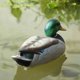 thumbnail image 5 of Decoración de pato de jardín, estatua de pato realista, figura de pato artificial flotante, modelado de pato, cebo de caza, 5 of 8