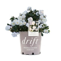 White Drift Rose (1 Gallon) Low-Growing Groundcover Deciduous Flowering Shrub - Full Sun Live Outdoor Plant