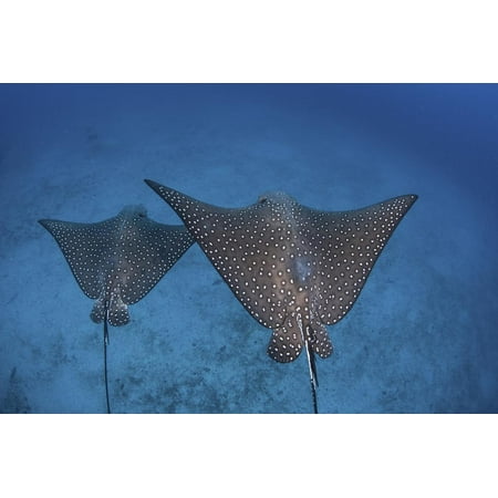 Spotted Eagle Rays Swim over the Seafloor Near Cocos Island, Costa Rica Print Wall Art By Stocktrek