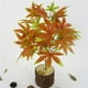 thumbnail image 2 of Hoja de arce de tela artificial para decoración de manualidades de banquete de boda de la habitación del hogar de bricolaje Zulema Artesanía artificial de flores, 2 of 8