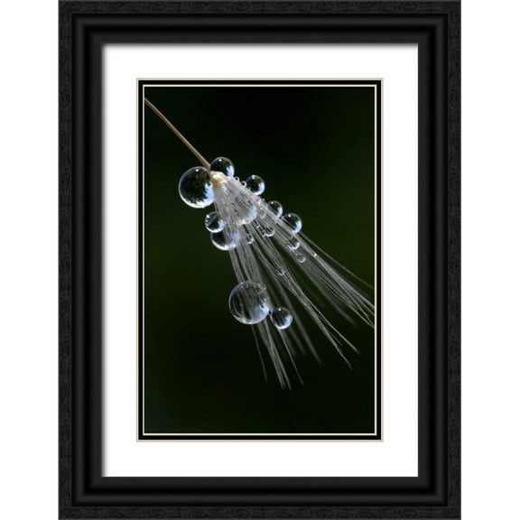 Talbot Frank, Christopher 23x32 Black Ornate Wood Framed with Double Matting Museum Art Print Titled - California, San Diego, Water drops on a dandelion