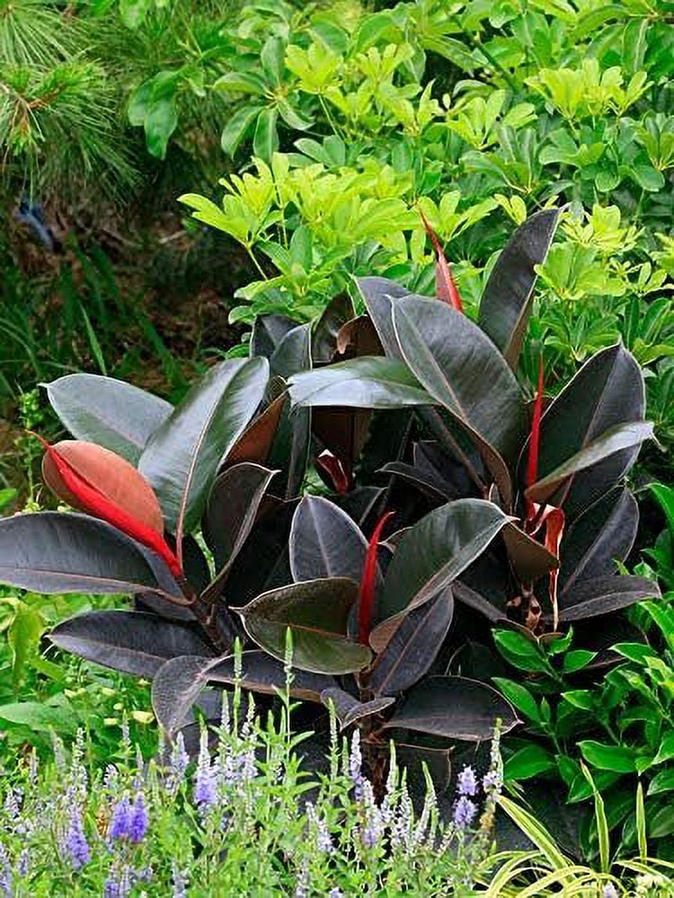 Rubber Plant - Live Plant in an 10 Inch Pot - Ficus Elastica Burgundy - Beautiful Easy Care Air Purifying Indoor Houseplant