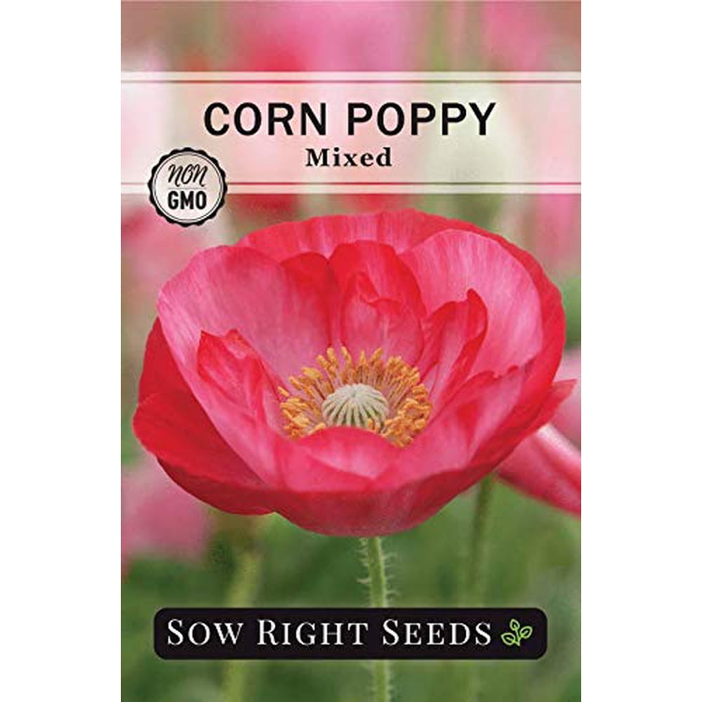 Sow Right Seeds Corn Poppy Seeds to Plant Full Instructions for Planting and Growing a