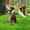 E, variant on Qocolhg 3 Pieces Christmas Cat Decoration Garden Stakes Yard Art Decor Cat with Santa Hat Realistic Lifelike Animal Stakes for Lawn Landscape Pathway Farm