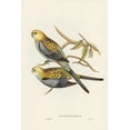 thumbnail image 2 of Gould, John 13x18 Black Ornate Wood Framed with Double Matting Museum Art Print Titled - Pale-headed Parakeet-Platycercus palliceps, 2 of 4
