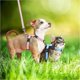 thumbnail image 4 of Adjustable Rabbit Harness Leash Bunny Harness Leash, Harness Leash For Pet Safety Walk Running Jogging, Pet Harness Leash For Bunny Cat Puppy Kitten F, 4 of 4