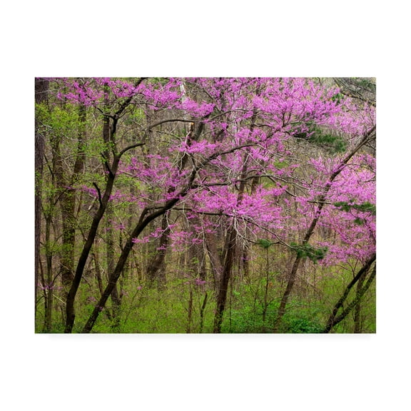 Trademark Fine Art 'Redbud Tree' Canvas Art by David Hammond