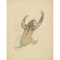 thumbnail image 2 of James Sowerby 20x24 Gold Ornate Framed and Double Matted Museum Art Print Titled - A Three-Fingered Sloth, 2 of 4